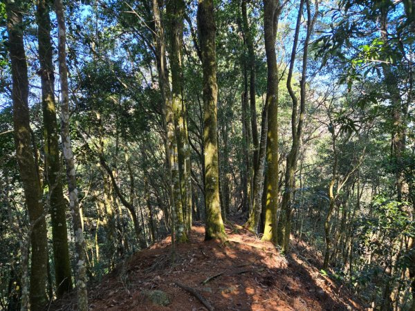 八仙山森林遊樂區、佳保台山2712669