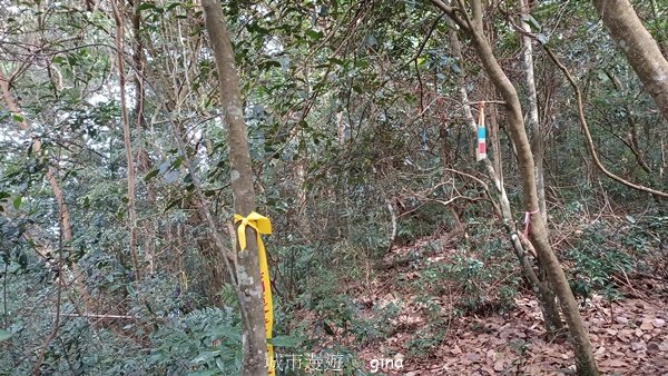 【苗栗泰安】水雲三星最終回。 橫龍山x橫龍山北峰x騰龍山(有極佳的展望)2061847