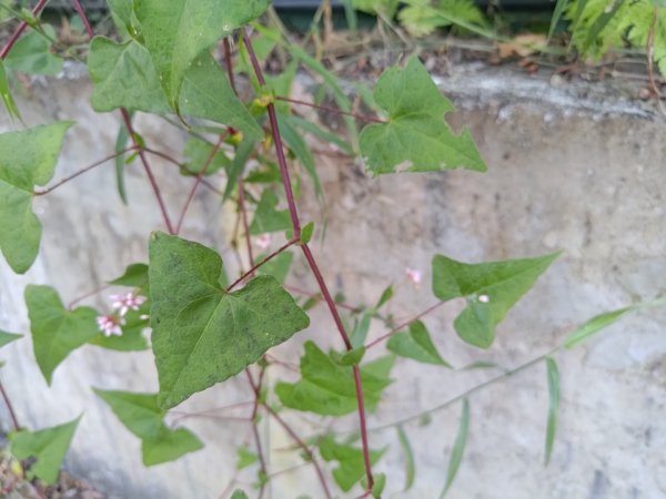 盆貿里山三盆連走2749526