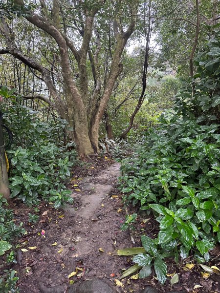 細雨中遠眺101登南港山2043832