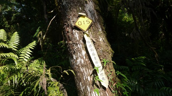 松蘿湖單攻登山健行趣（步道）1522177