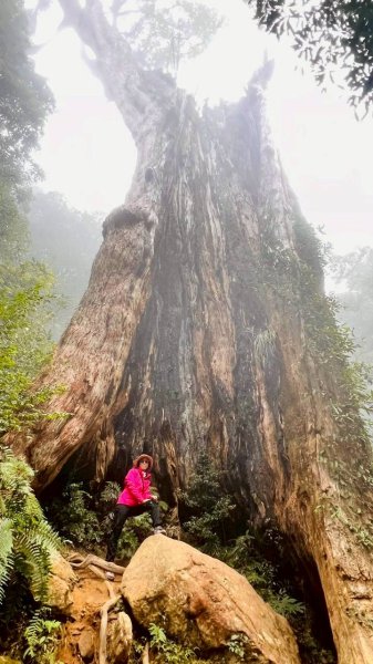 🌈12/28（日）北得拉曼神木+內鳥嘴山✨FB：熊熊趴爬走🌈2971265