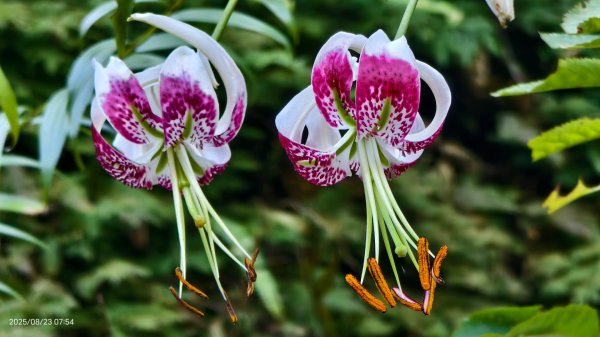 #二格山 #霞光 #日出 #艷紅鹿子百合 #大鳳蝶雄蝶 #紅花石蒜 #彼岸花 8/232867768