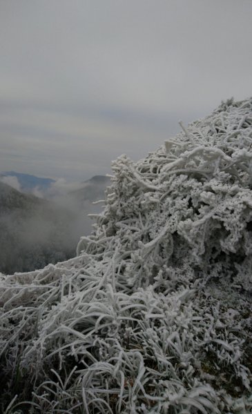 瑞雪兆豐年～鐵杉國家步道1223739