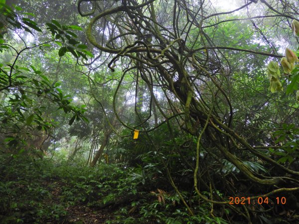 苗栗 南庄 小東河山1342266