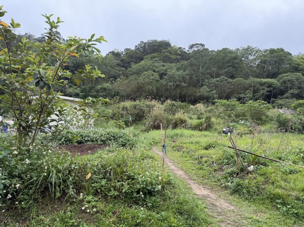 [樟之細路_第二大段RSA17] 2026_0328 飛鳳古道3026057