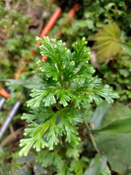 虻彈山 桑留守山 桑留守山東北3099145