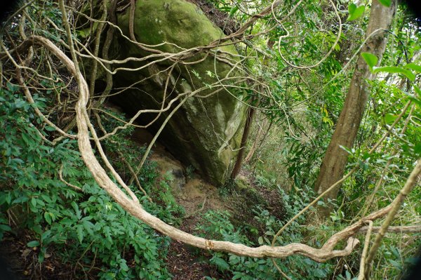 新竹 關西 福大山、彩和山、高甫山2988286