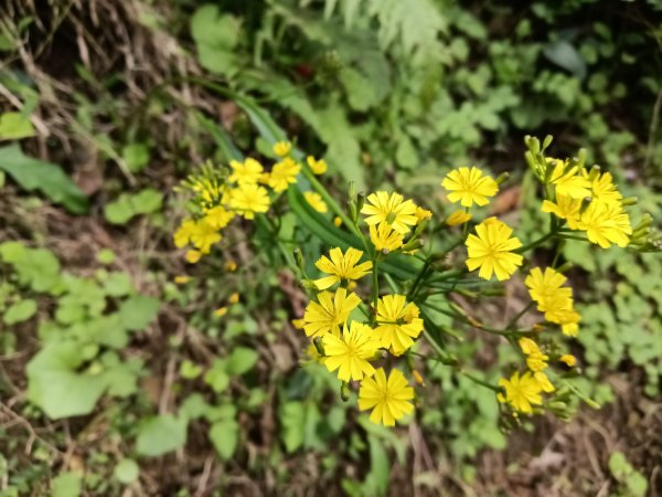 瑞芳區基隆山步道O型3010159