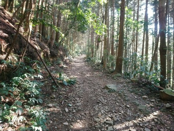 鳶嘴西稜 長壽山 醜崠山來回894697