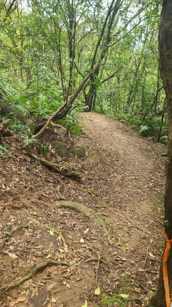 2025-01232淡蘭古道北二段(燦光寮古道到澳底)2696664