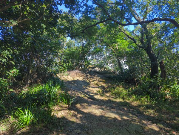 2026.01.25－微笑山線：【天上山系】烘爐地土地公段2994558