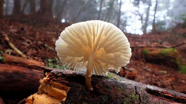 尋幽訪古遊走千年巨木和幻霧美森的樂山林道2882349