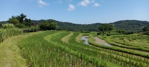 金山區大路崁古道-土地公步道-兩湖保甲路-水圳路