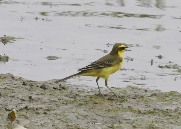 2016年, 九年前, 5, 6月份, 華江雁鴨自然公園