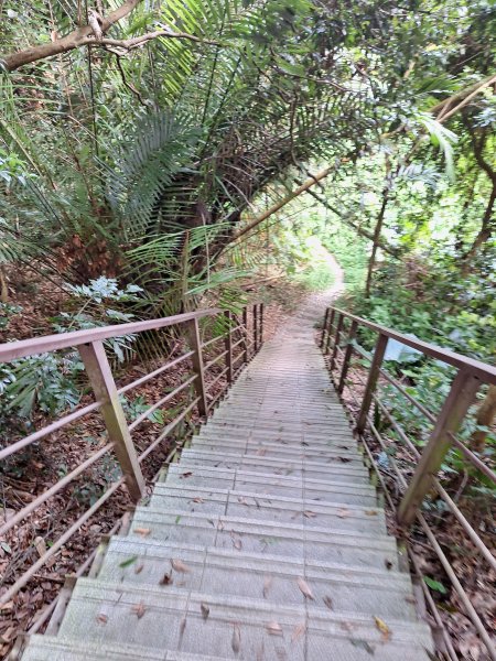 桃源里森林步道+龍鳳谷步道+坑子內山202509062880240