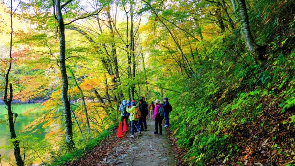 秋田縣白神山地十二湖2929769
