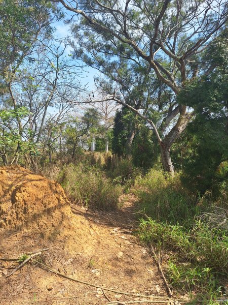 造橋口山古道202503122734391