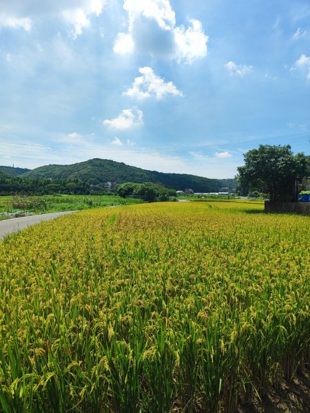 中坑荷花楓樹稻田3078851