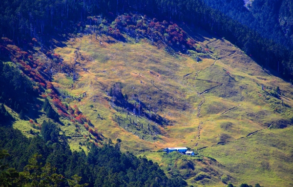 雪山下翠池賞巒大花楸23255