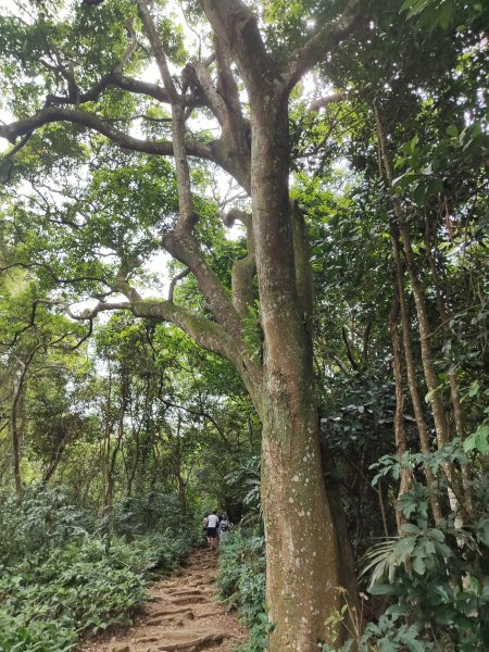 飛鳳山、觀日坪古道2777884