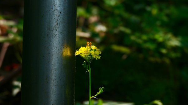 燈秤花3033226