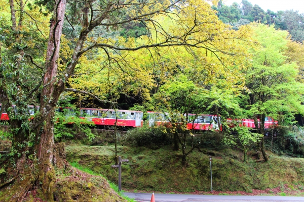 阿里山櫻花 唯美詩韻 ~ 高山+鐵道+神木+湖水 ...265477