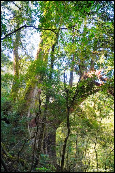 全台最大的紅檜森林 ~ 拉拉山巨木群885589