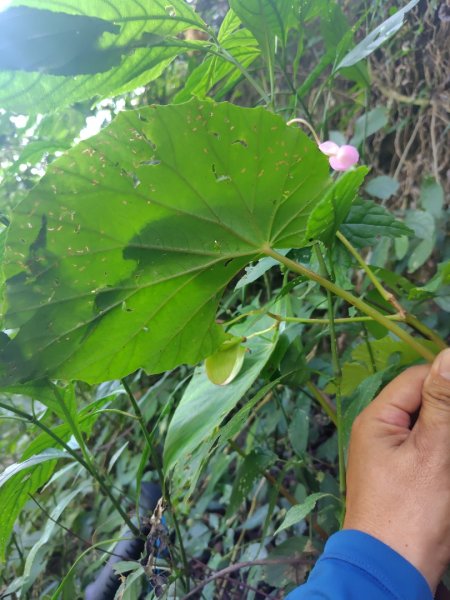 唐麻丹山 蝴蝶谷2918852