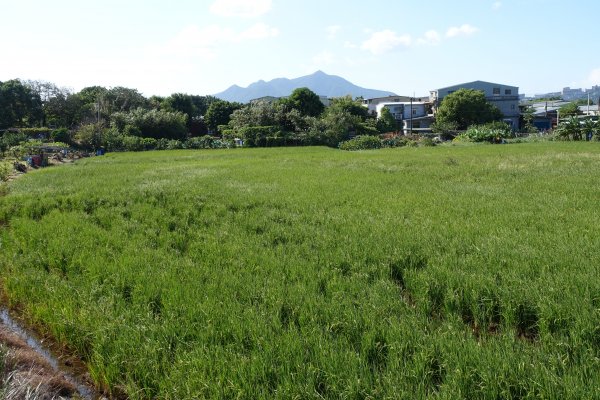 關渡水岸公園1156246