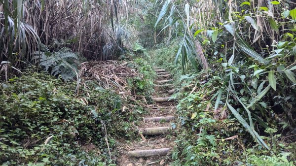 金柑樹山、忘憂森林步道｜嶺頭山2645529