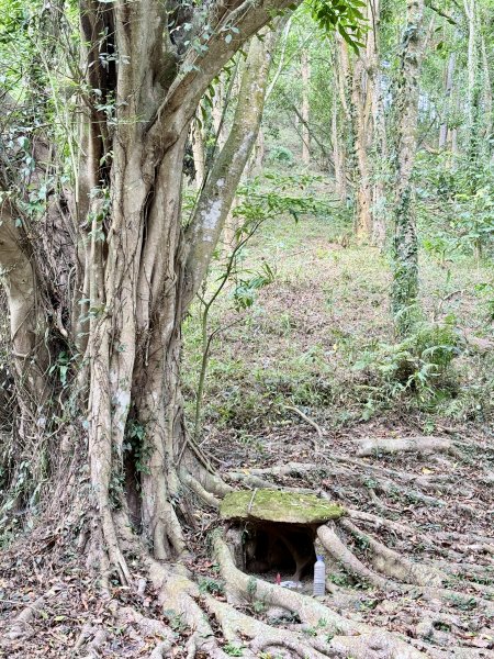 再訪八通關社寮古道登陳東坑山    2025.11.252946111