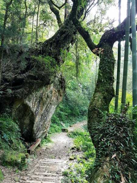 那一天重回大凍山942069