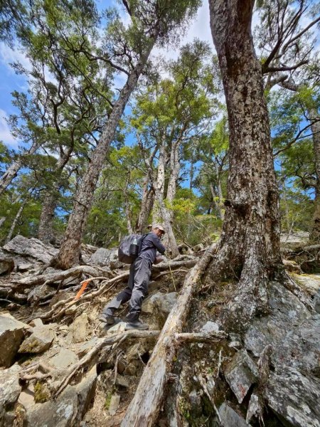 20260320四個毆鷄桑🦸‍♀️南橫溪頭山O繞關山嶺山3022707