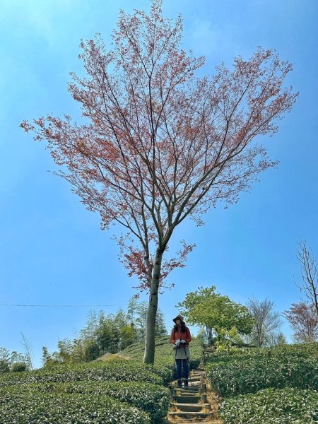 溪頭六連峰O繞2741757