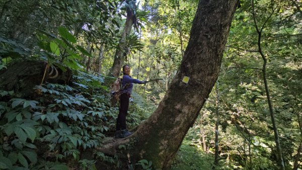 復興三尖老么之那結山1520m(嘎色鬧上)全紀錄2915482