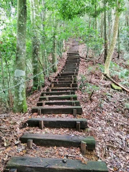 優美林相森林浴橫嶺山自然步道(木馬古道)739076