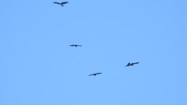 雲山水花鳥蝶 - 天龍國阿伯的日常7/18 & 21、22、292553921