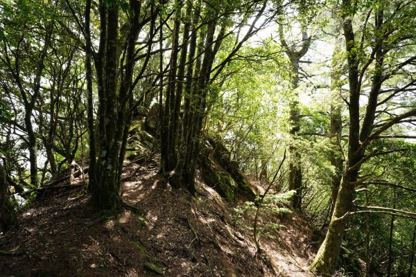 新竹 五峰 油羅山、霞山2798285