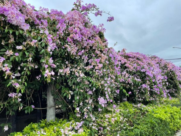 楓樹河濱公園紫色蒜香藤&泰山健行1532321