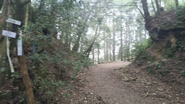 20251010 大雪山國家森林遊樂區 - 船型山林道 登 烏石坑山2911031