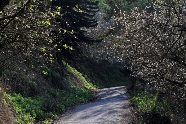 【臺南~楠西】梅嶺賞梅二~梅峰古道1247025