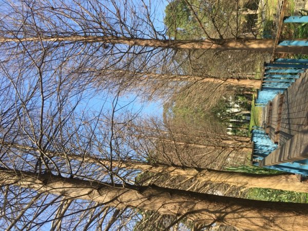 福氣步道、養生步道、長庚養生文化村2441864