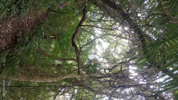 逐鹿卡保山賞一葉蘭2760880