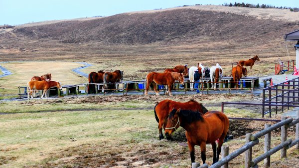 熊本阿蘇火山,草千里,砂千里3027769