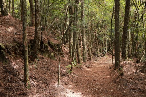 谷關七雄：新山馬崙山178320