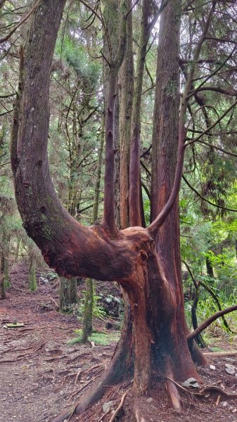 馬崙山之美1756019