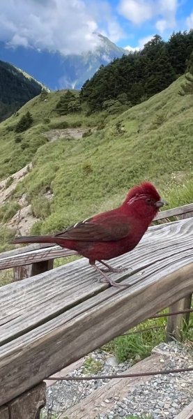 合歡山群峰（南峰、石門山、尖山、東峰）2626775