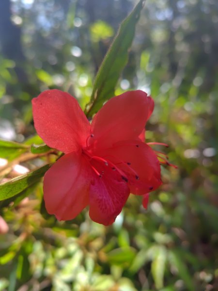 唐麻丹山 蝴蝶谷2918830