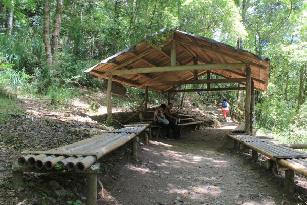 司馬庫斯神木群步道 360526